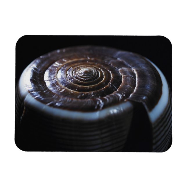 Muschel Magnet (Horizontal)