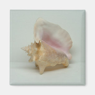 MUSCHEL-Magnet CONCH (Quadrat) Magnet