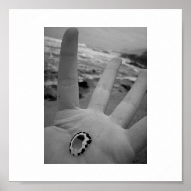 Muschel Poster (Vorne)