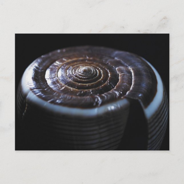 Muschel Postkarte (Vorderseite)