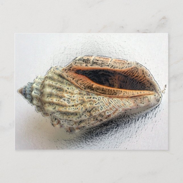 Muschel Postkarte (Vorderseite)