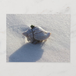 Muschel Postkarte