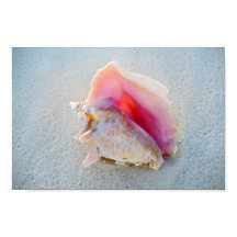 Muschel Queen Conch am Strand von Bahamas