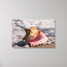 Muschel Rosa Conch
