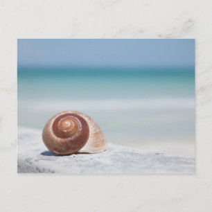 Muschel   St. Petersburg, Florida Postkarte