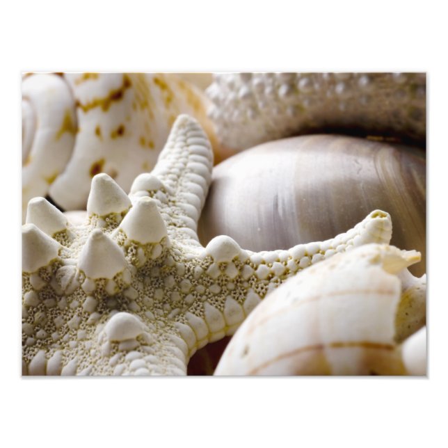 Muschel Starfish Hintergrund - Beach Muscheln Fotodruck (Vorne)