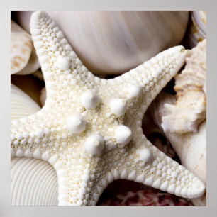 Muschel Starfish Hintergrund - Beach Muscheln Poster