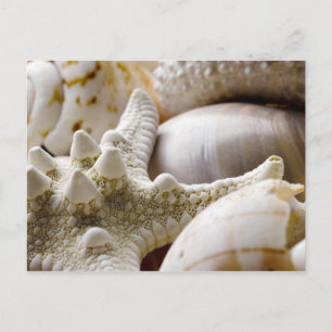 Muschel Starfish Hintergrund - Beach Muscheln Postkarte