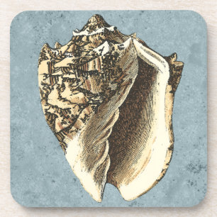 Muschel Stonewash Conch Getränkeuntersetzer