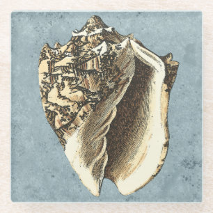 Muschel Stonewash Conch Glasuntersetzer