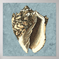 Muschel Stonewash Conch