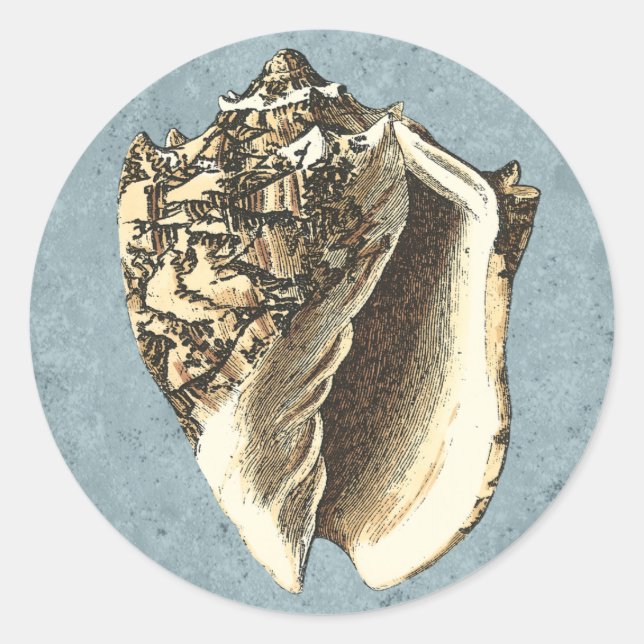 Muschel Stonewash Conch Runder Aufkleber (Vorderseite)