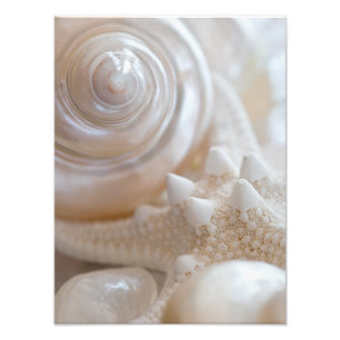 Muschel und Starfish Hintergrund - Beach-Muscheln Fotodruck