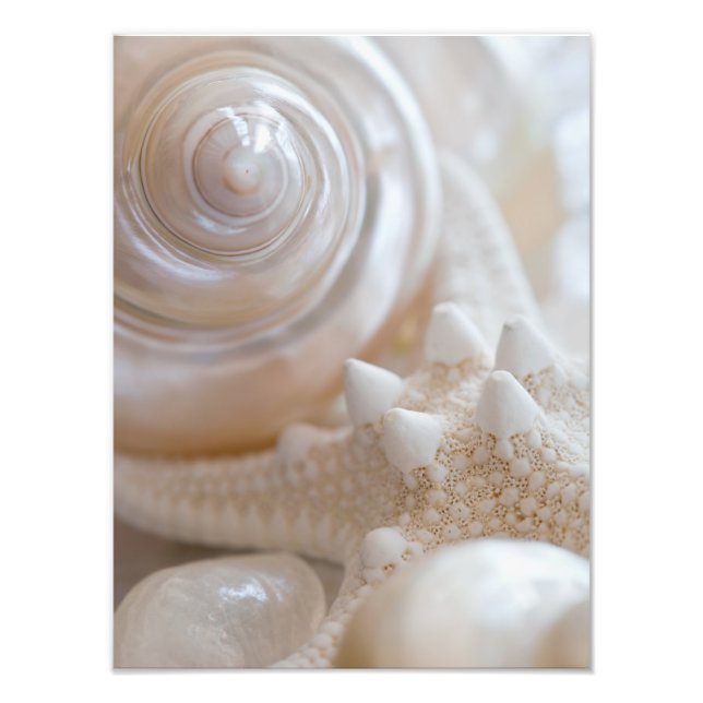 Muschel und Starfish Hintergrund - Muscheln am Str Fotodruck (Vorne)