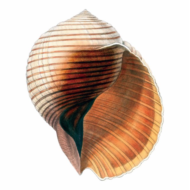 Muschel Vintag Fotoskulptur Magnet (Vorne)