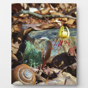 Muschel von Gelben und Pflaumen Fotoplatte