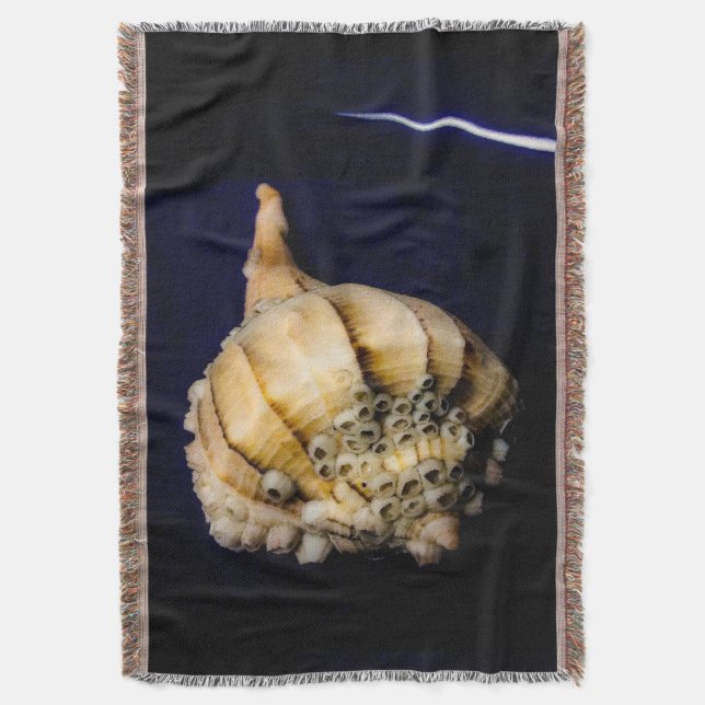 Muschel von Seeschnellfischen mit Barnacles Decke (Vorderseite Vertikal)