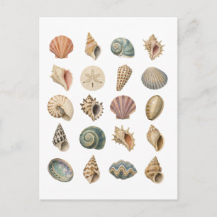 Muschelcollage Postkarte