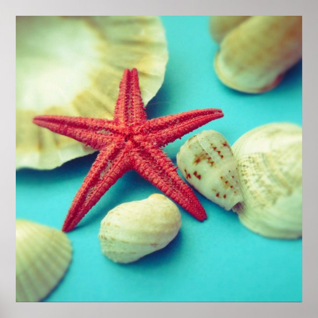 Muscheldruck Poster (Vorne)