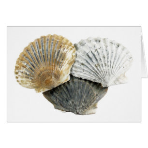 Muscheln