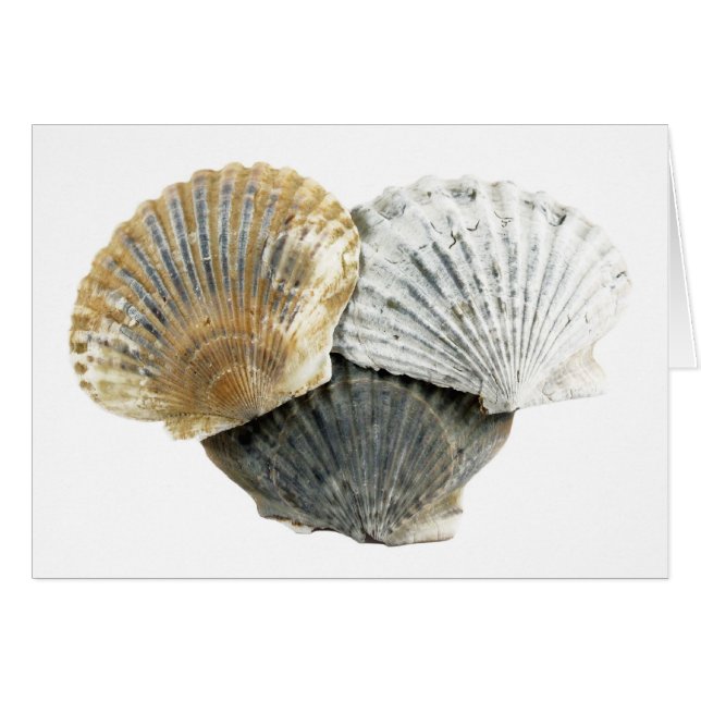 Muscheln (Vorderseite (Horizontal))