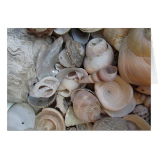 Muscheln