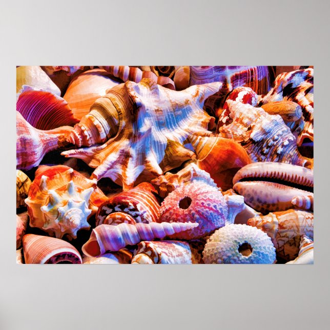 Muscheln 1 Alt Poster (Vorne)