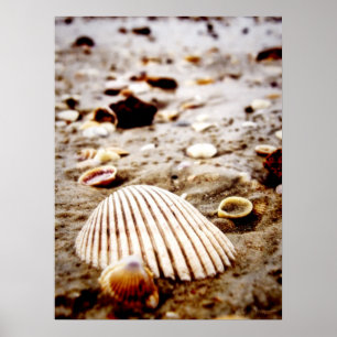 Muscheln am Meeresufer.. Drucken Poster
