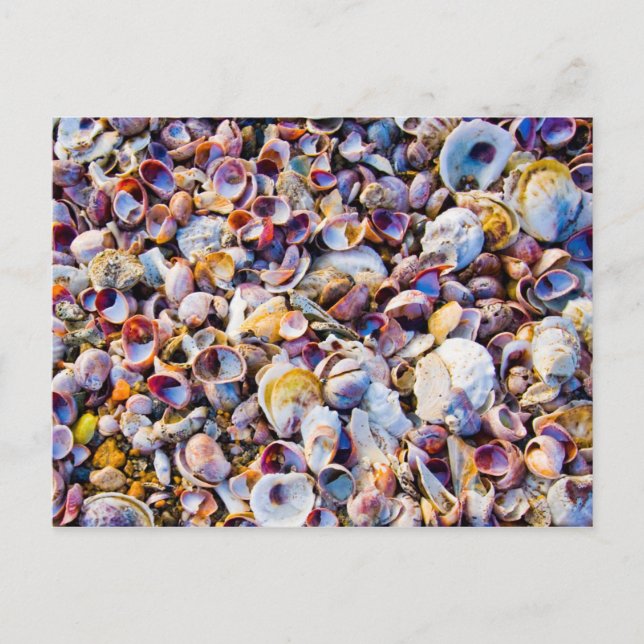 Muscheln am Meeresufer Postkarte (Vorderseite)