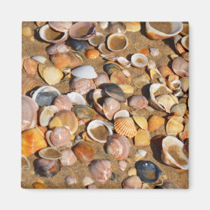 Muscheln am Sandstrand Andalusien, Spanien Magnet
