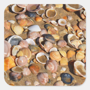 Muscheln am Sandstrand Andalusien, Spanien Quadratischer Aufkleber