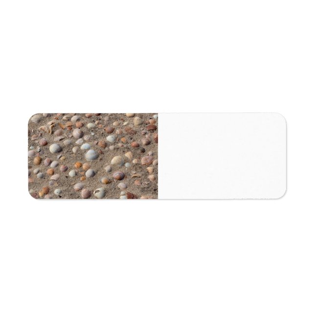 Muscheln am Strand (Vorne)
