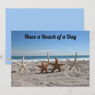 Muscheln am Strand - Florida Life - Flachbildschir