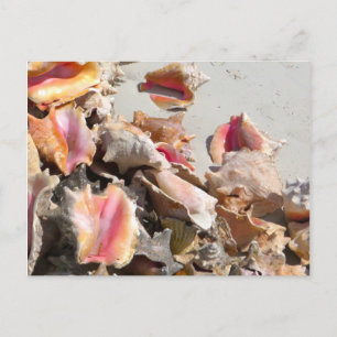Muscheln am Strand   Foto Turks und Caicos Postkarte