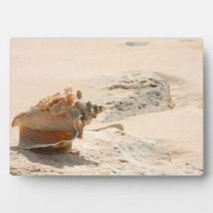 Muscheln am Strand Fotoplatte
