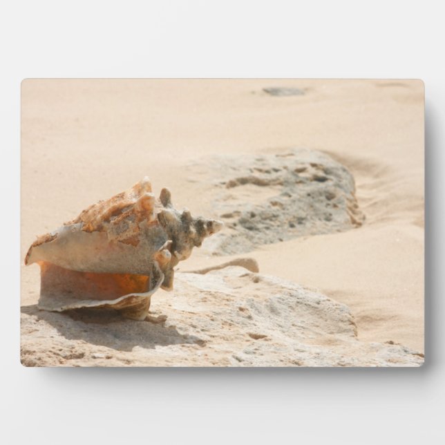 Muscheln am Strand Fotoplatte (Vorderseite)
