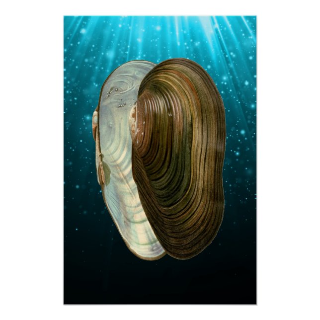 Muscheln am Strand Poster (Vorderseite)