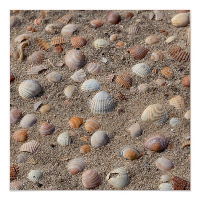 Muscheln am Strand Poster (Vorderseite)