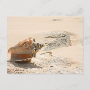 Muscheln am Strand Postkarte
