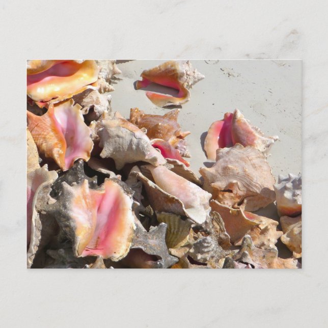 Muscheln am Strand | Turks- und Caicos-Foto Postkarte (Vorderseite)