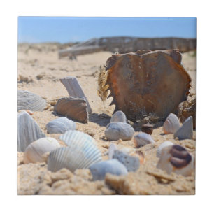 Muscheln am Strand von Shirley Taylor Fliese