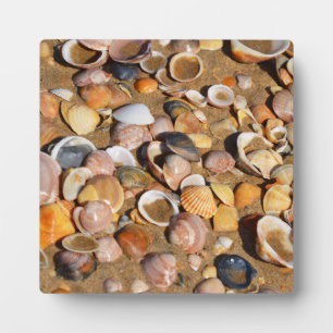 Muscheln an einem Sandstrand   Andalusien, Spanien Fotoplatte