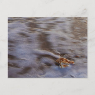 Muscheln auf der Postkarte