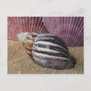 Muscheln auf der Sand-Postkarte Postkarte