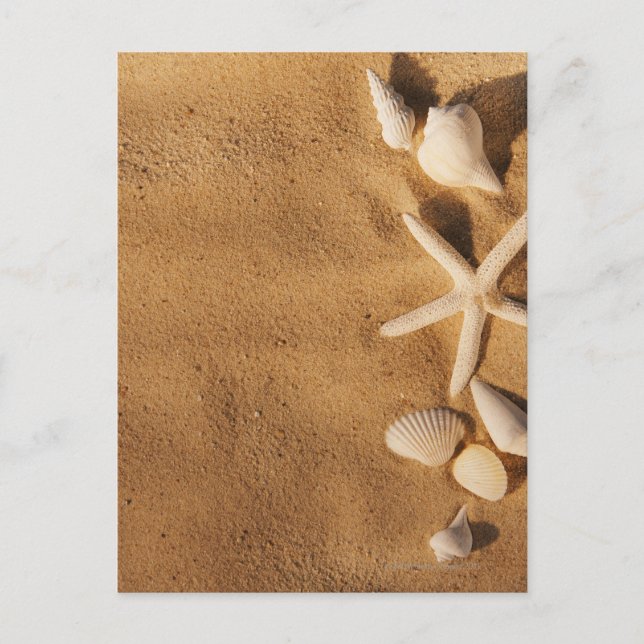 Muscheln auf Sand Postkarte (Vorderseite)