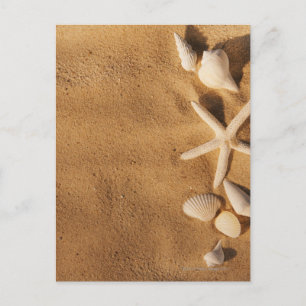 Muscheln auf Sand Postkarte