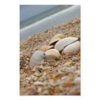 Muscheln auf Strandfoto Imaginative Imagery