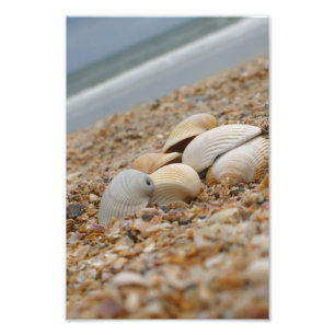 Muscheln auf Strandphotographie fantasiereichen Fotodruck