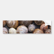 Muscheln