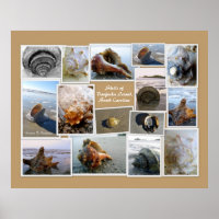 Muscheln der Insel Daufuskie, SC